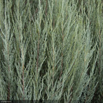 Load image into Gallery viewer, Juniper, Skyrocket #10
