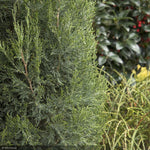 Load image into Gallery viewer, Juniper, Spartan #15