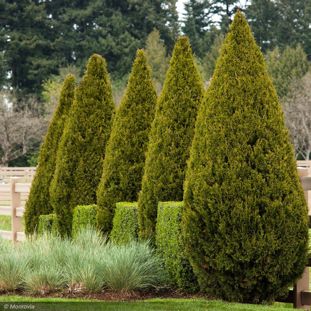Juniper, Spartan #15 – Greenwood Creek Nursery