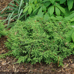 Load image into Gallery viewer, Juniper, Tortuga #3