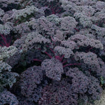 Load image into Gallery viewer, Annual, Kale Qt