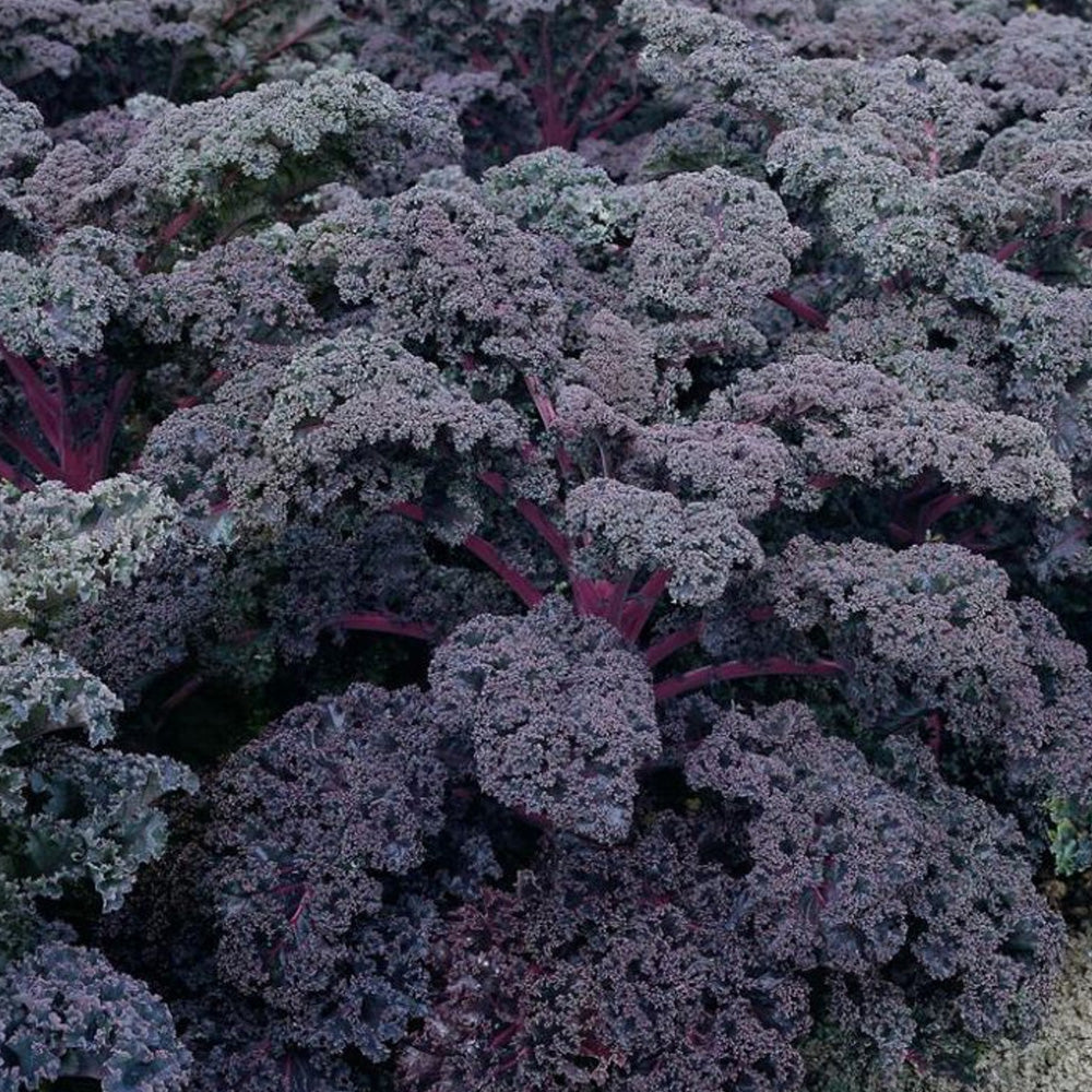 Annual, Ornamental Kale 8"