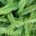 Load image into Gallery viewer, Trop, Kimberly Fern 10" Pot
