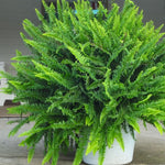 Load image into Gallery viewer, Trop, Kimberly Fern 10" Pot