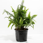 Load image into Gallery viewer, Trop, Kimberly Fern 10" Pot