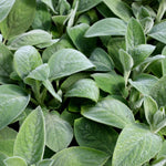 Load image into Gallery viewer, Lambs Ear, Helen von Stein #1