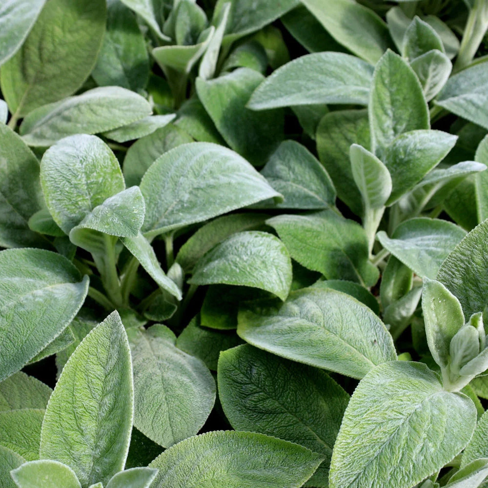 Lambs Ear, Helen von Stein #1