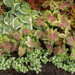 Load image into Gallery viewer, Lamium, Pink Chablis #1