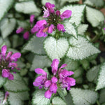 Load image into Gallery viewer, Lamium, Purple Dragon #1