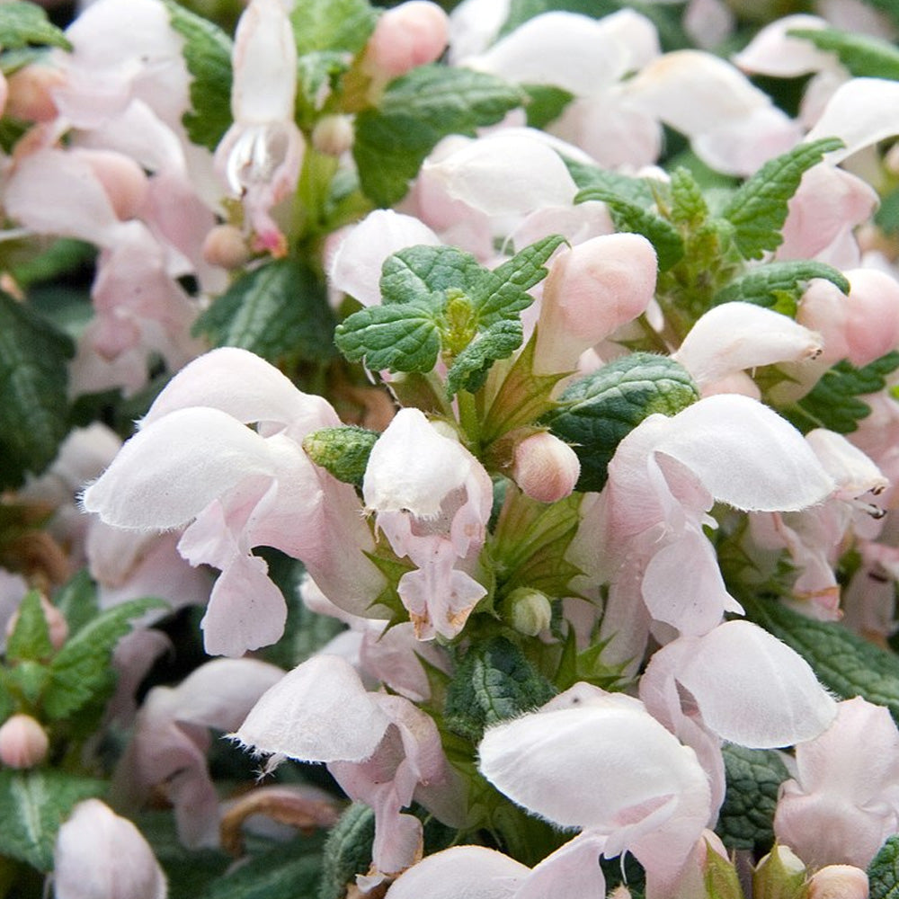 Lamium, Shell Pink #1 – Greenwood Creek Nursery, image size:1000x1000