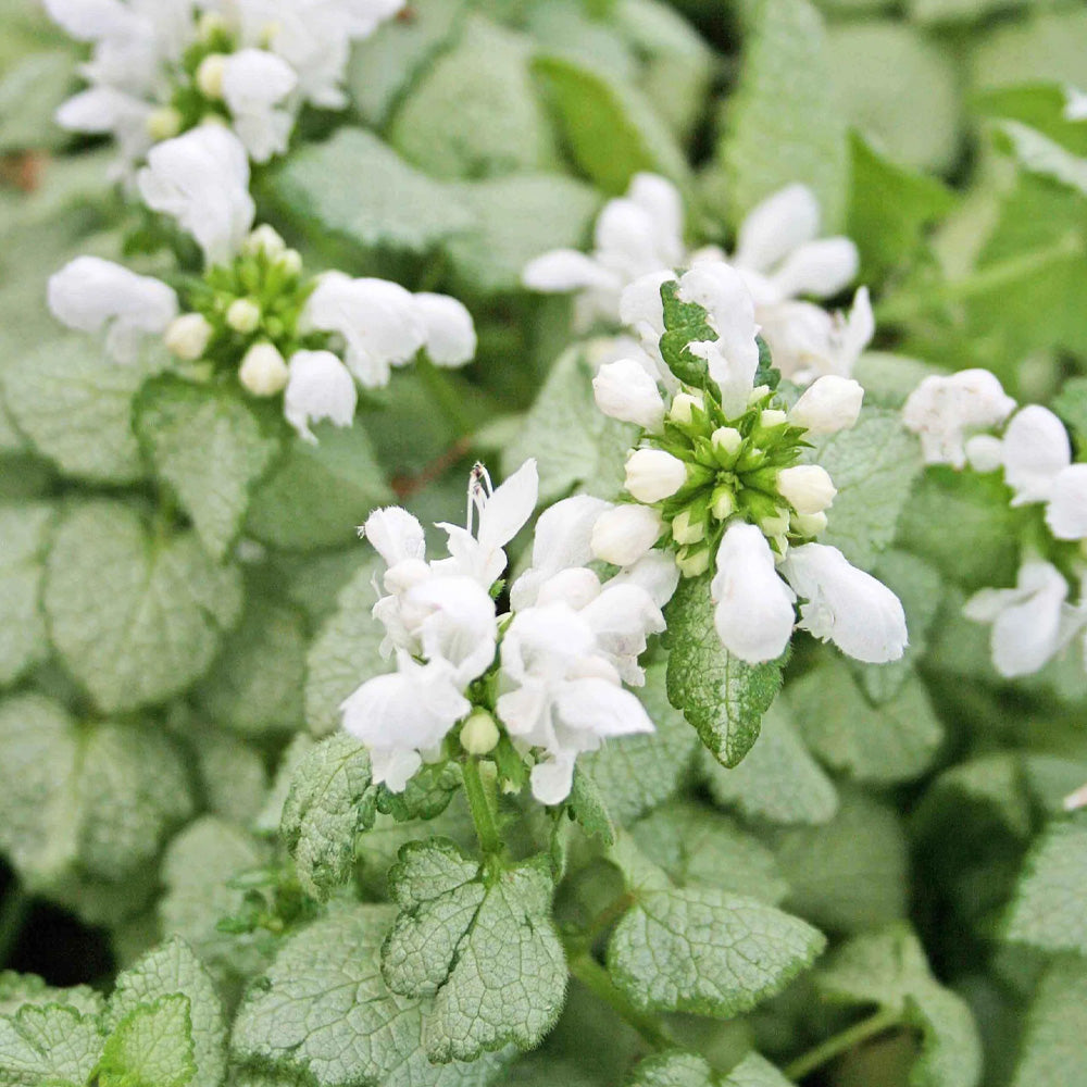 Lamium, White Nancy #1 – Greenwood Creek Nursery