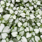 Load image into Gallery viewer, Lamium, White Nancy #1