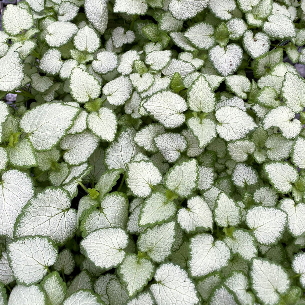 Lamium, White Nancy #1 – Greenwood Creek Nursery