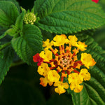 Load image into Gallery viewer, Trop, Lantana Std 10" Pot
