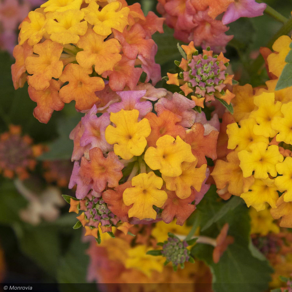 ❀〜花まみれ〜❀ Crocosmia 'Emily McKenzie' – Secret Garden Growers