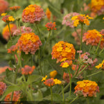 Load image into Gallery viewer, Lantana, Miss Huff #1