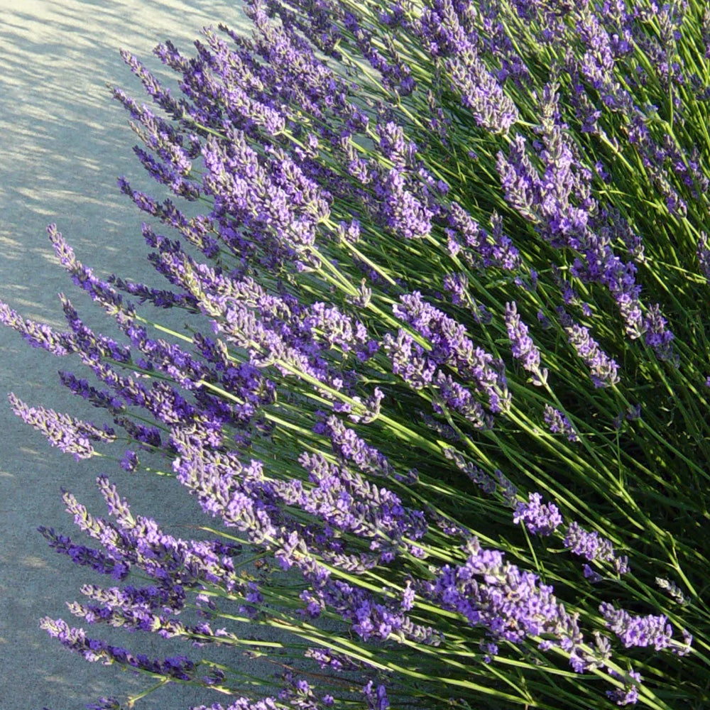 Lavender Grosso Plants For Sale