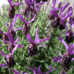 Load image into Gallery viewer, Lavender, Anouk Burgundy #1