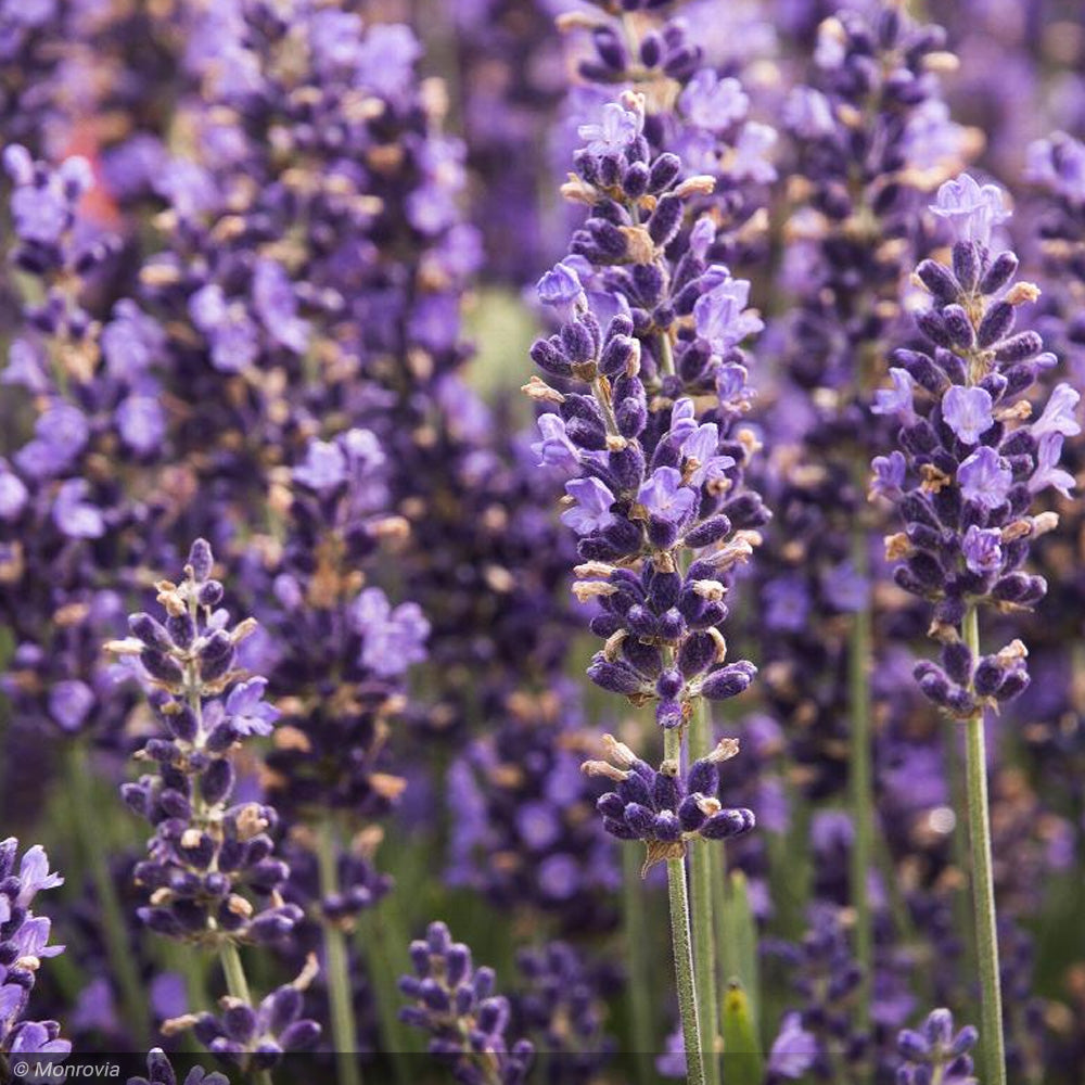 lavender plant monrovia Lavender, Hidcote #1 – Greenwood Creek Nursery