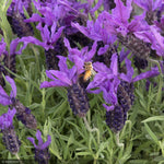 Load image into Gallery viewer, Lavender, Javelin Forte Deep Purple #1