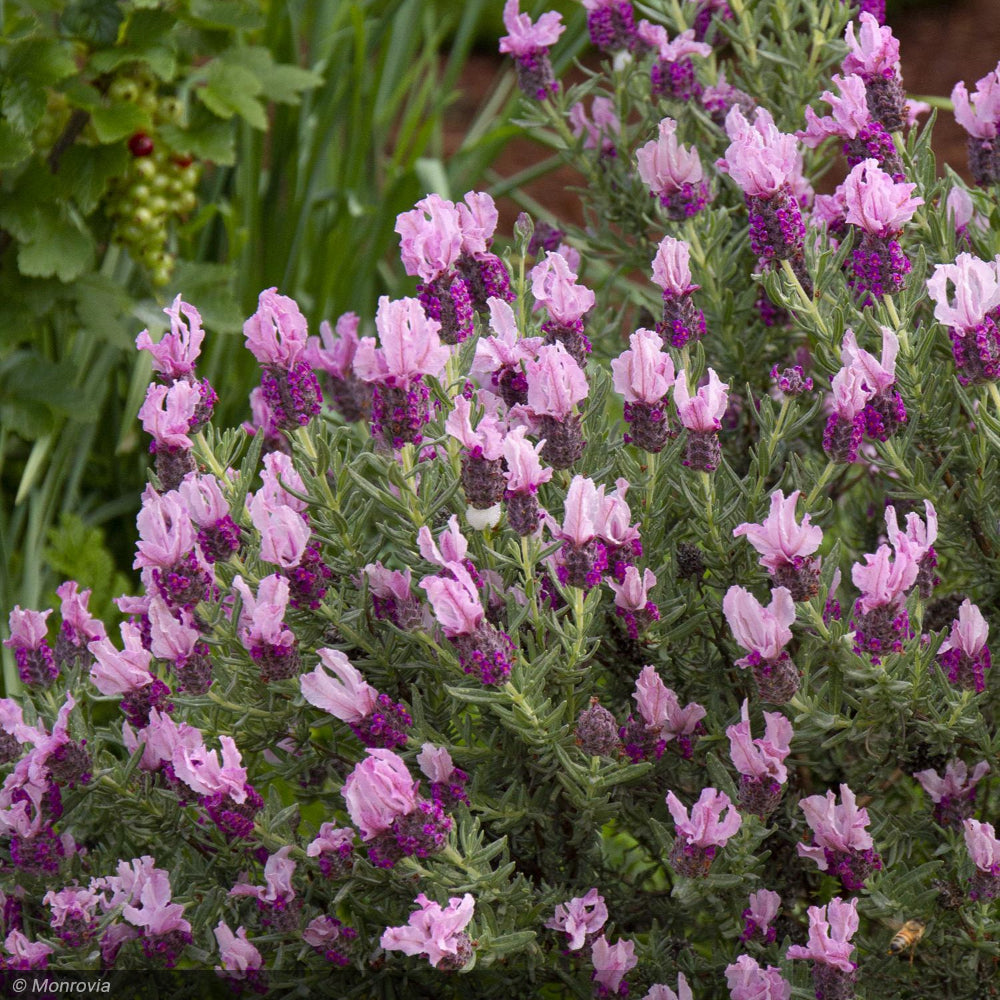 Lavender, Javelin Forte Deep Rose #1