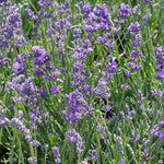 Load image into Gallery viewer, Lavender, Munstead #2