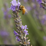 Load image into Gallery viewer, Lavender, Provence #1
