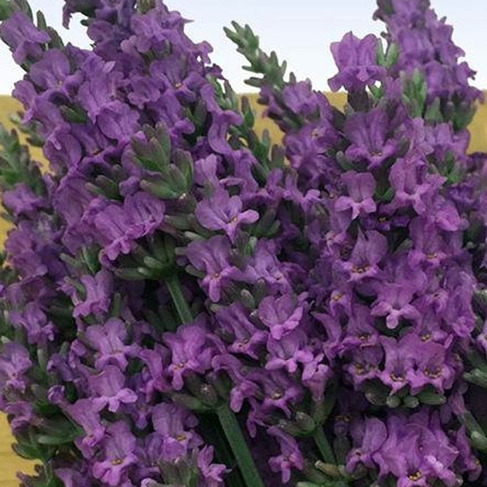 Lavender, Sensational! #1 – Greenwood Creek Nursery