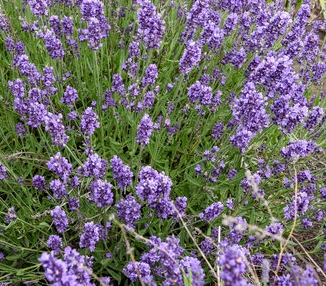 Lavender, Summer Serenade #1 – Greenwood Creek Nursery