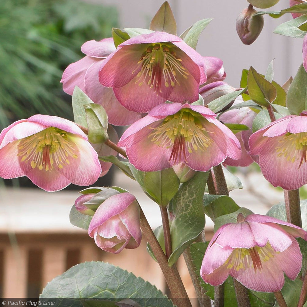Lenten Rose, Frostkiss Dorothy Dawn #1 – Greenwood Creek Nursery