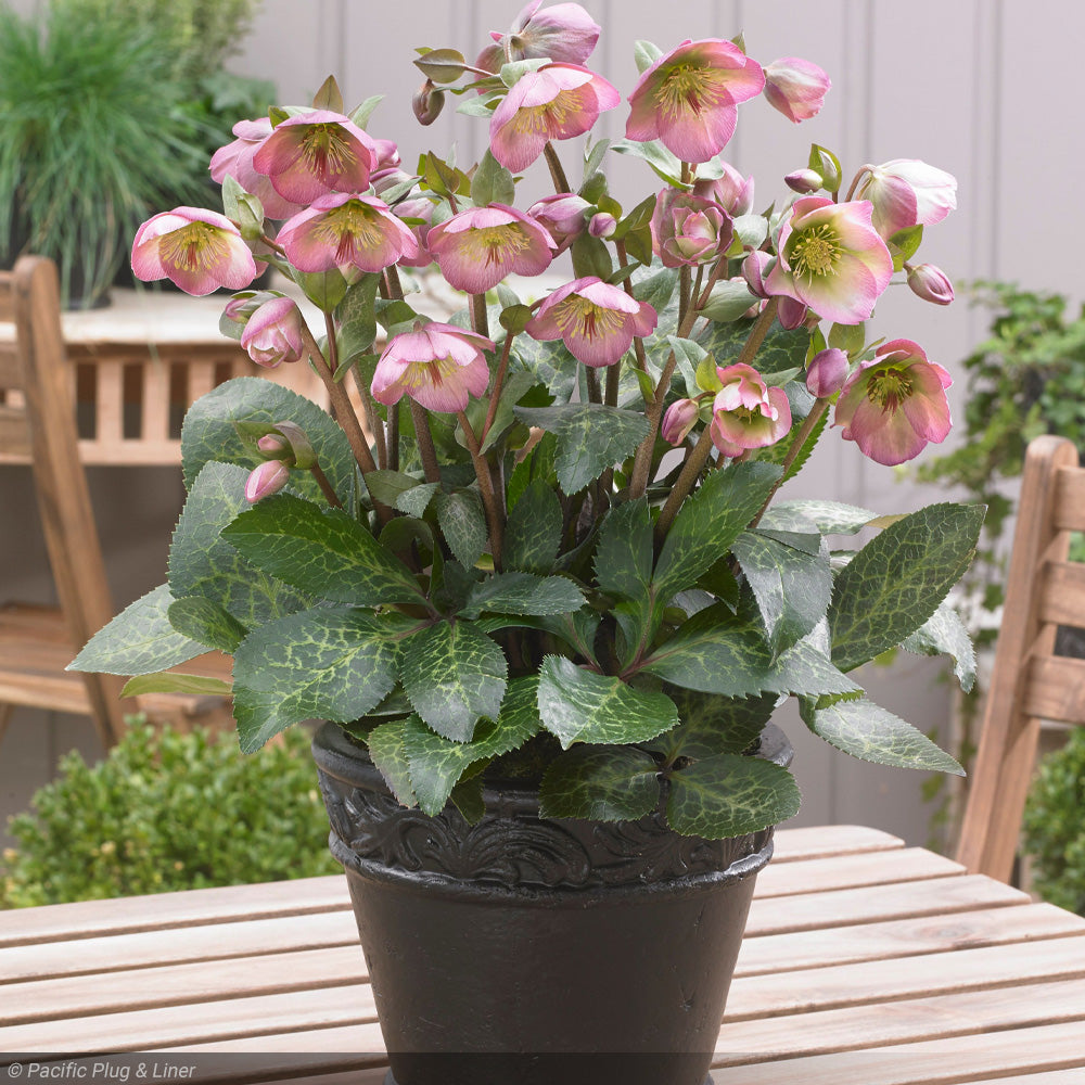 トントンローズページ✨️L Helleborus x hybridus - Putnam Hill Nursery
