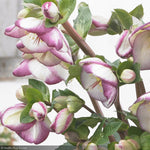 Load image into Gallery viewer, Lenten Rose, Frostkiss Glenda Gloss 1