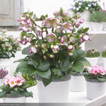 Load image into Gallery viewer, Lenten Rose, Frostkiss Glenda Gloss 1