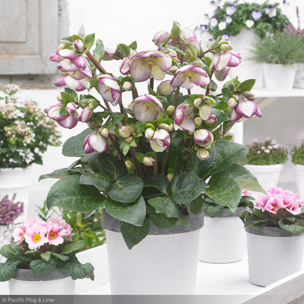 Lenten Rose, Frostkiss Glenda Gloss 1 – Greenwood Creek Nursery