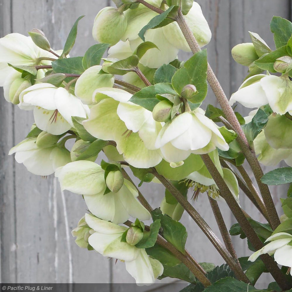 Lenten Rose, Frostkiss Molly's White #1 – Greenwood Creek Nursery