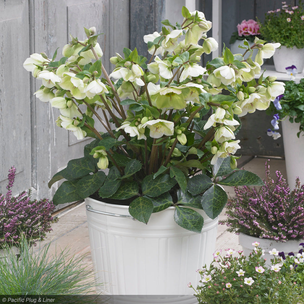 Lenten Rose, Frostkiss Molly's White #1 – Greenwood Creek Nursery