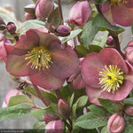 Load image into Gallery viewer, Lenten Rose, Frostkiss Pippa's Purple #1