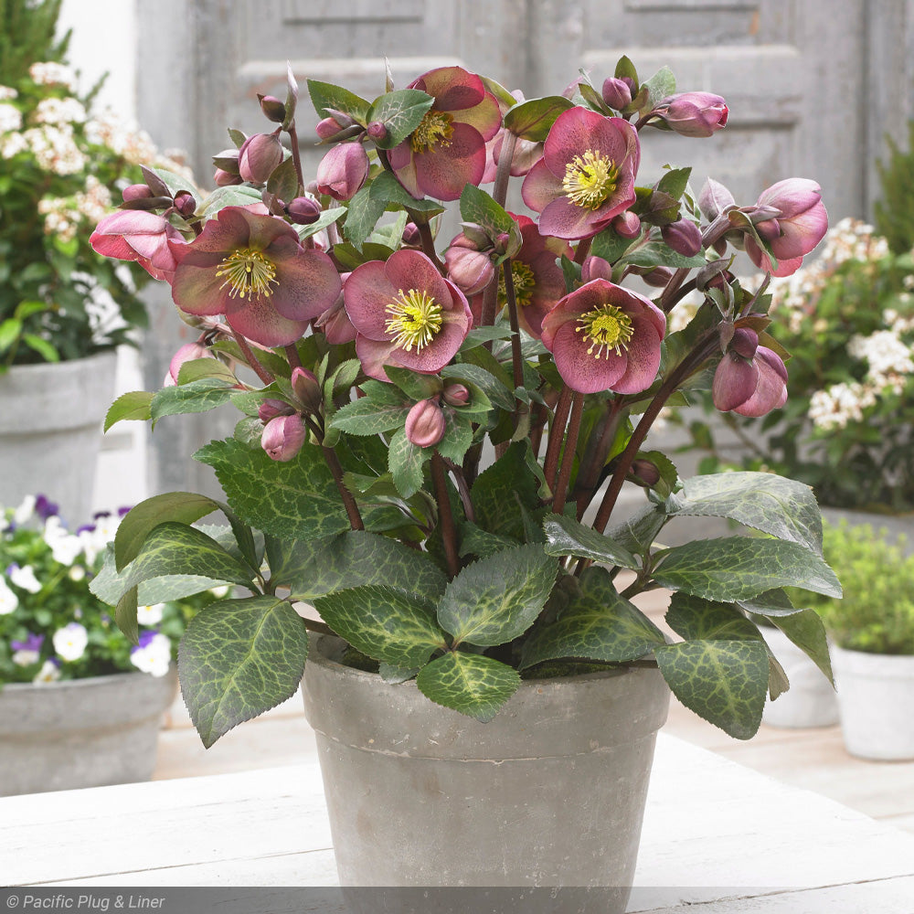 Lenten Rose, Frostkiss Pippa's Purple #1 – Greenwood Creek Nursery