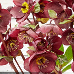 Load image into Gallery viewer, Lenten Rose, Frostkiss Winter Angels Vibey Velvet #1
