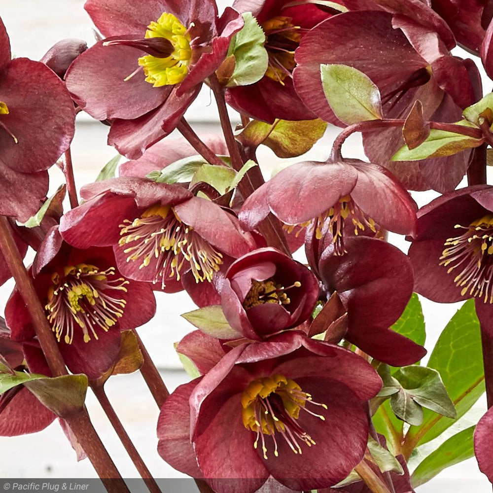 Lenten Rose, Frostkiss Winter Angels Vibey Velvet #1