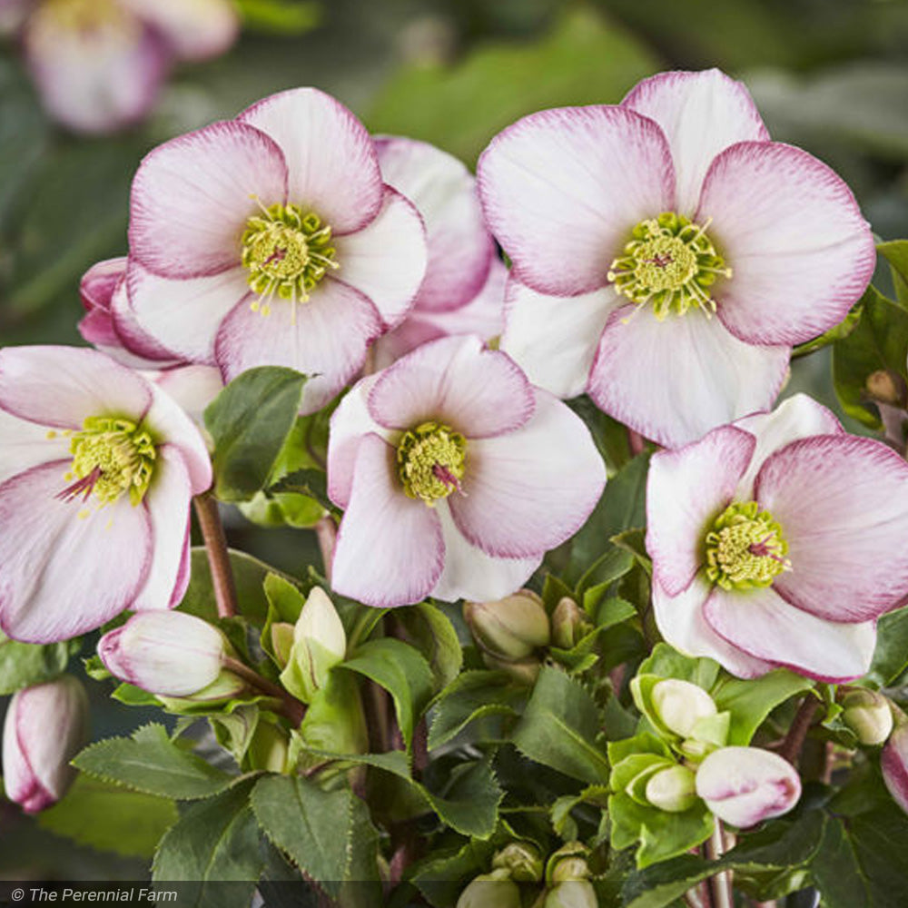 Lenten Rose, Ice N' Roses, Picotee – Greenwood Creek Nursery