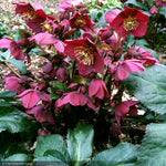 Load image into Gallery viewer, Lenten Rose, Ice N' Roses, Red