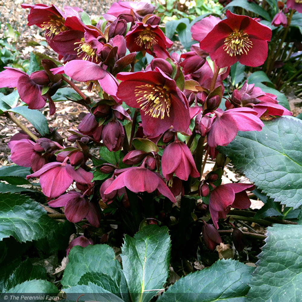 Lenten Rose, Ice N' Roses, Red