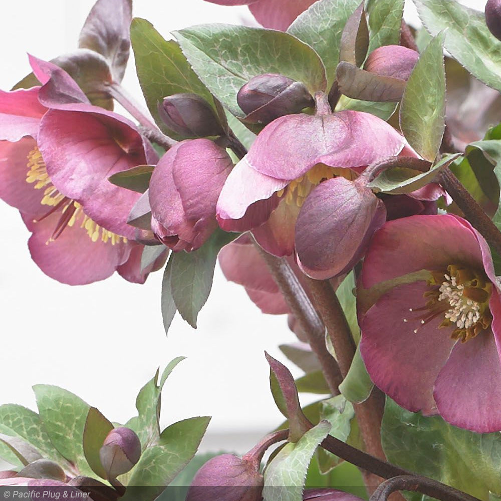 Lenten Rose, Frostkiss Penny's Pink #1