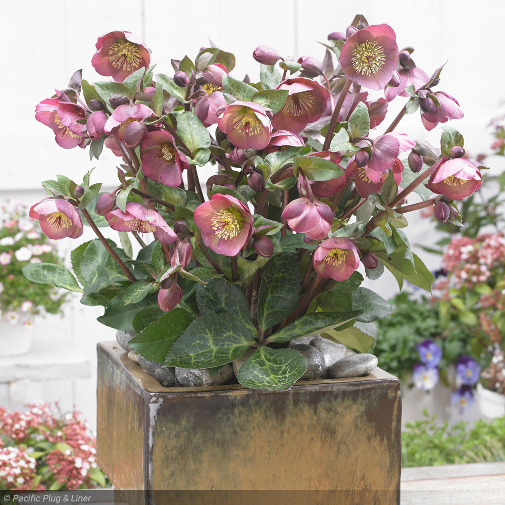 Lenten Rose, Frostkiss Penny's Pink #1 – Greenwood Creek Nursery