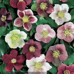 Load image into Gallery viewer, Lenten Rose, Royal Heritage #1