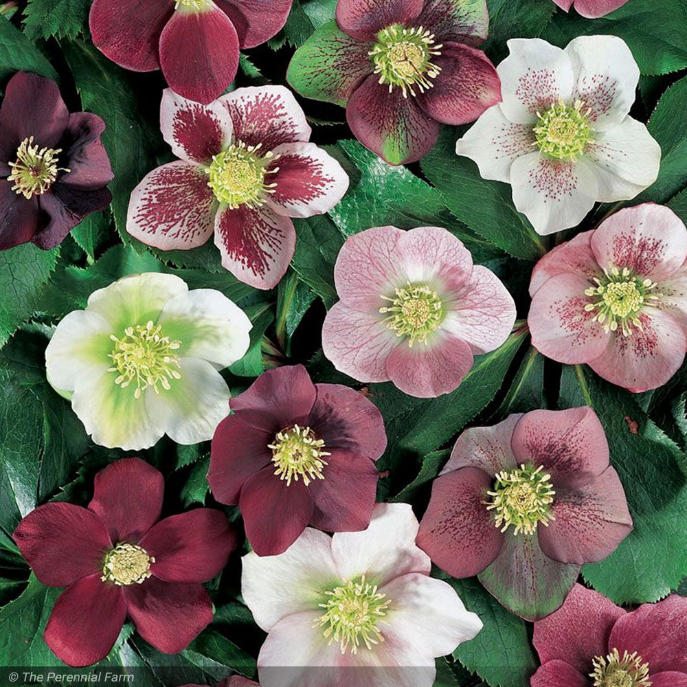 Lenten Rose, Royal Heritage #1