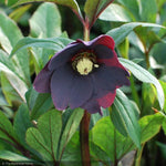 Load image into Gallery viewer, Lenten Rose, Victoria #1