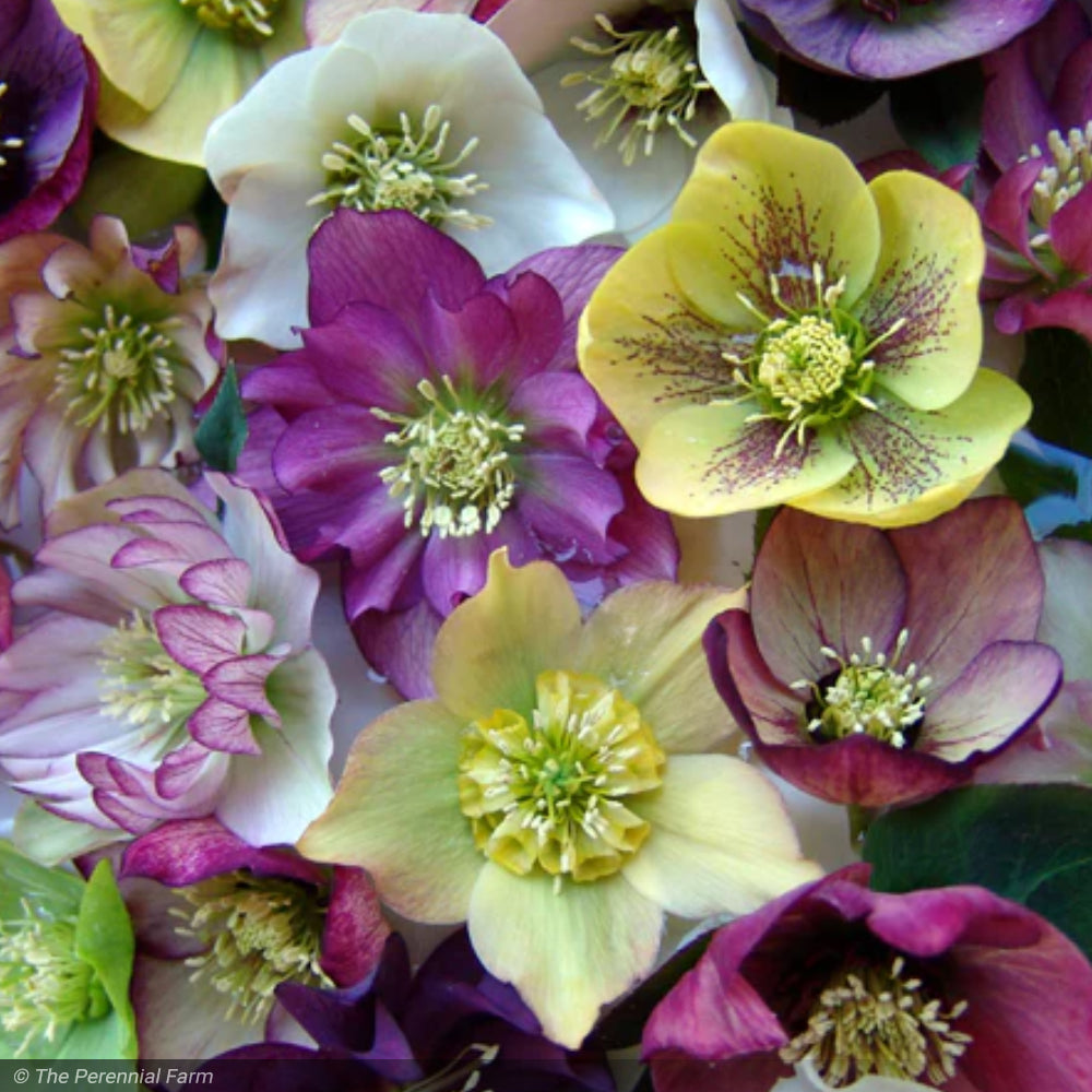 Lenten Rose, Brandywine Qt Greenwood Creek Nursery