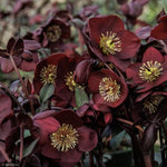 Load image into Gallery viewer, Lenten Rose, Ice N' Roses Merlot #1